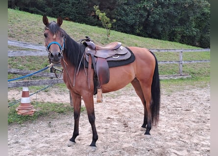 Pura Raza Árabe, Yegua, 3 años, 152 cm, Castaño