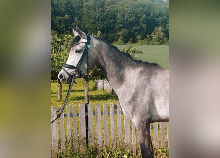 Pura Raza Árabe, Yegua, 3 años, 152 cm, Tordo