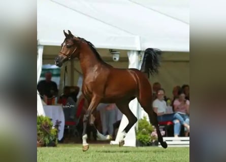 Pura Raza Árabe, Yegua, 4 años, 159 cm, Castaño