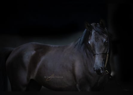 Pura Raza Árabe, Yegua, 4 años, Negro