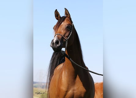Pura Raza Árabe, Yegua, 6 años, Castaño