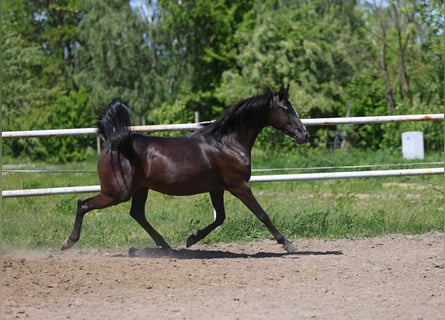 Pura Raza Árabe, Yegua, 9 años, 152 cm, Negro