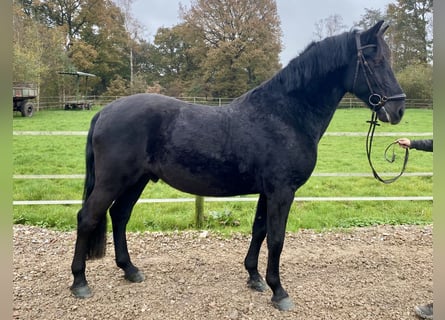 Pura Raza Mallorquina, Caballo castrado, 12 años, 162 cm, Negro