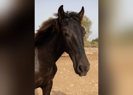 Pura Raza Mallorquina, Étalon, 1 Année, 143 cm, Noir