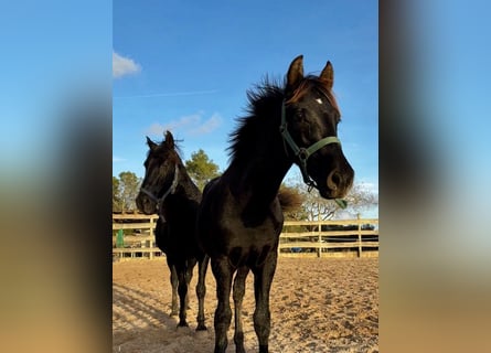 Pura Raza Mallorquina, Étalon, Poulain (04/2025), Noir