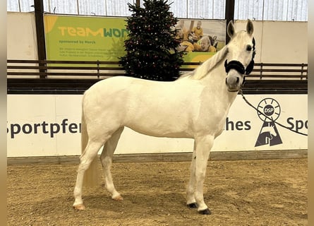 Pura Raza Mallorquina, Giumenta, 10 Anni, 167 cm, Grigio