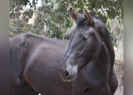 Pura Raza Mallorquina, Hengst, 2 Jahre, 161 cm, Rappe