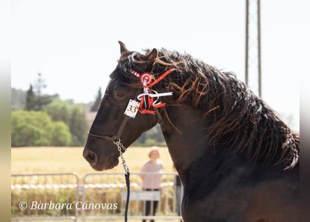 Pura Raza Mallorquina, Hengst, 7 Jahre, 176 cm, Rappe