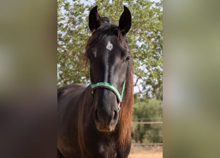 Pura Raza Mallorquina, Jument, 2 Ans, 150 cm, Noir