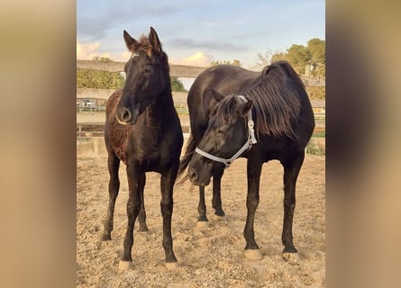 Pura Raza Mallorquina, Semental, 1 año, Negro