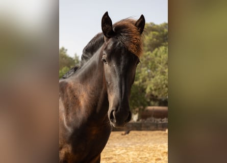 Pura Raza Mallorquina, Stallion, 1 year, 14 hh, Black