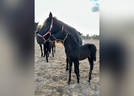 Pura Raza Mallorquina, Stallion, Foal (09/2025), Black