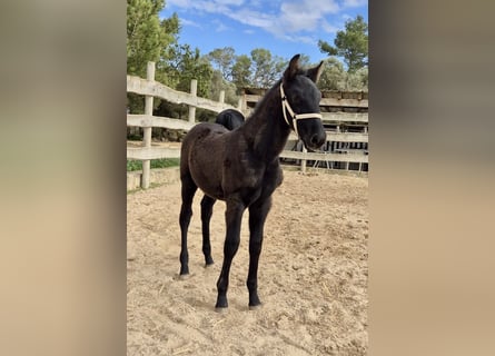 Pura Raza Mallorquina, Stallion, Foal (09/2025), Black