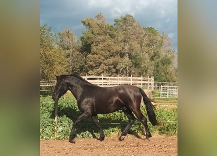 Pura Raza Mallorquina, Wallach, 5 Jahre, 161 cm, Rappe