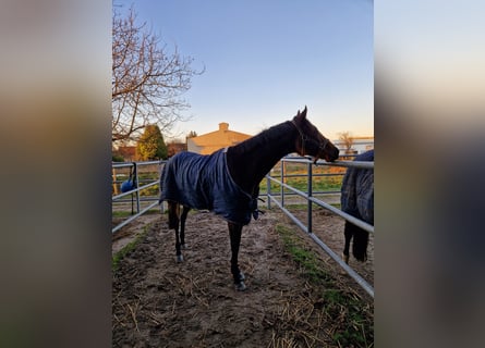 Pura sangre inglés, Caballo castrado, 10 años, 175 cm, Castaño