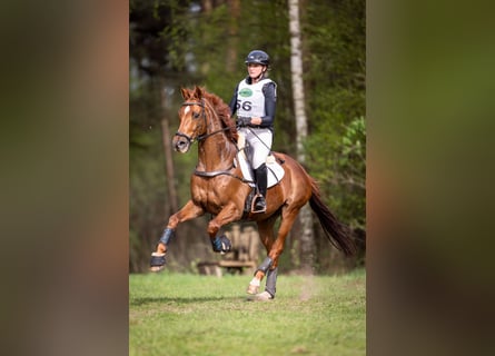 Pura sangre inglés, Caballo castrado, 12 años, 167 cm, Alazán