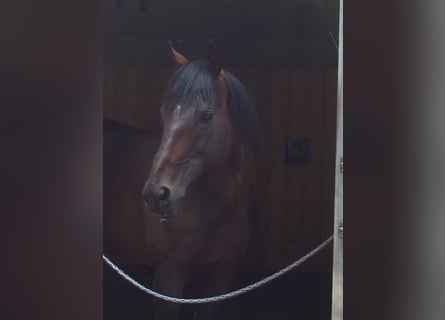 Pura sangre inglés, Caballo castrado, 17 años, 170 cm, Castaño oscuro