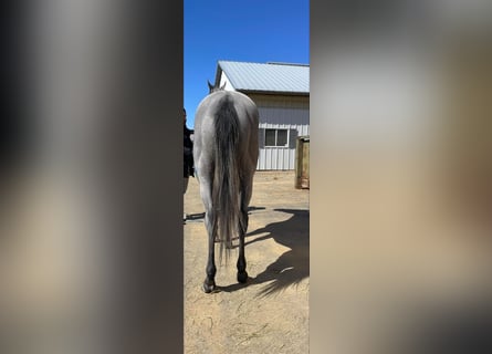 Pura sangre inglés, Caballo castrado, 2 años, 163 cm, Tordo