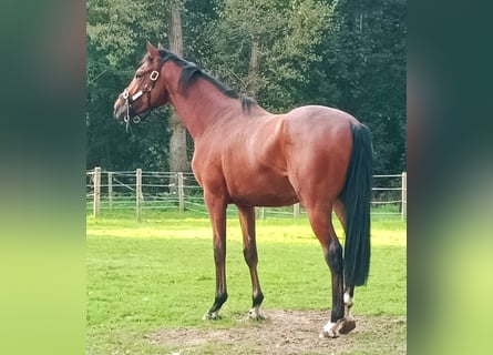 Pura sangre inglés, Caballo castrado, 2 años, Castaño