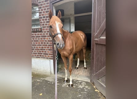 Pura sangre inglés, Caballo castrado, 3 años, 160 cm, Alazán