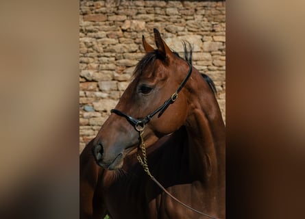 Pura sangre inglés, Caballo castrado, 4 años, 157 cm, Castaño