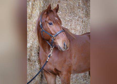 Pura sangre inglés, Caballo castrado, 4 años, 160 cm, Alazán