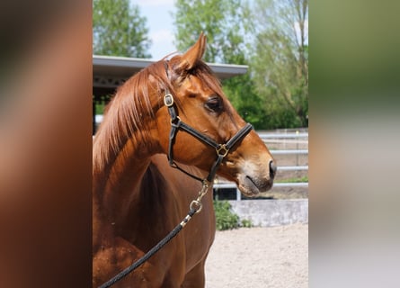 Pura sangre inglés, Caballo castrado, 4 años, 160 cm, Alazán