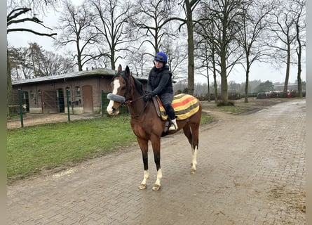 Pura sangre inglés, Caballo castrado, 4 años, 160 cm, Castaño