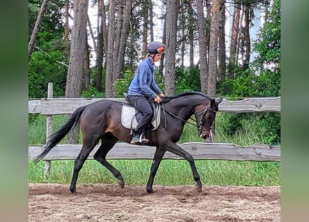 Pura sangre inglés, Caballo castrado, 4 años, 160 cm, Castaño oscuro