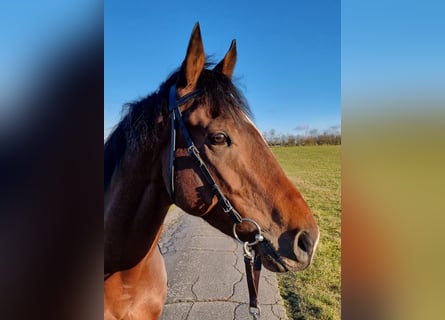 Pura sangre inglés, Caballo castrado, 4 años, Castaño