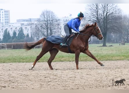 Pura sangre inglés, Caballo castrado, 5 años, 168 cm, Alazán