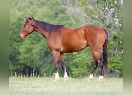 Pura sangre inglés Mestizo, Caballo castrado, 6 años, 163 cm, Castaño rojizo