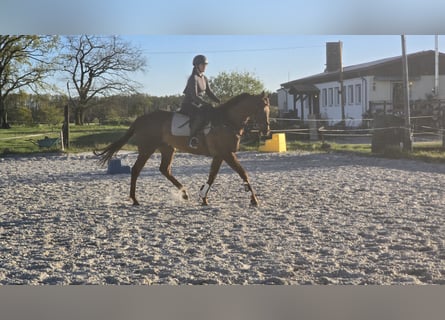 Pura sangre inglés, Caballo castrado, 6 años, 164 cm, Alazán-tostado