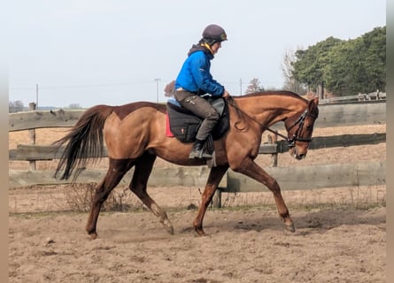 Pura sangre inglés, Caballo castrado, 6 años, 165 cm, Alazán-tostado