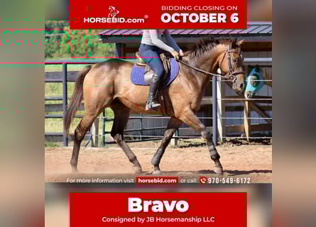 Pura sangre inglés, Caballo castrado, 6 años, 165 cm, Castaño rojizo