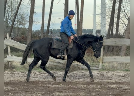 Pura sangre inglés, Caballo castrado, 7 años, 163 cm, Negro