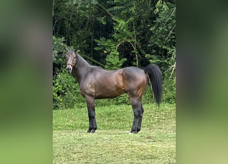 Pura sangre inglés, Caballo castrado, 8 años, 152 cm, Castaño