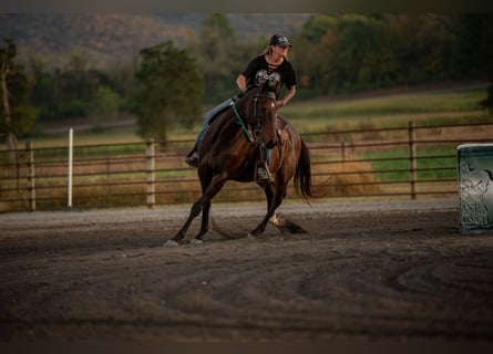 Pura sangre inglés, Caballo castrado, 8 años, 165 cm, Castaño rojizo
