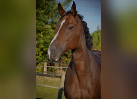 Pura sangre inglés, Caballo castrado, 8 años, 172 cm, Castaño