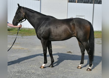 Pura sangre inglés, Caballo castrado, 9 años, 163 cm, Castaño oscuro