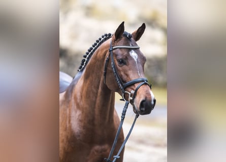 Pura sangre inglés, Semental, 9 años, 169 cm, Castaño