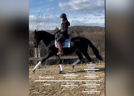 Pura sangre inglés, Semental, 17 años, Negro