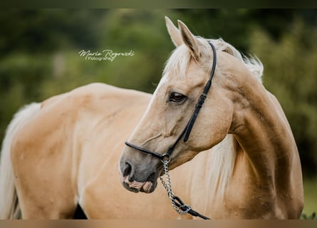 Pura sangre inglés, Yegua, 15 años, 162 cm, Palomino