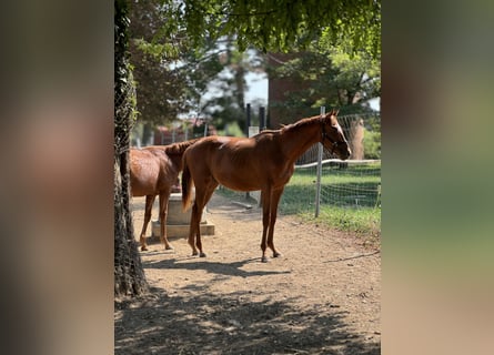 Pura sangre inglés, Yegua, 1 año, Alazán-tostado