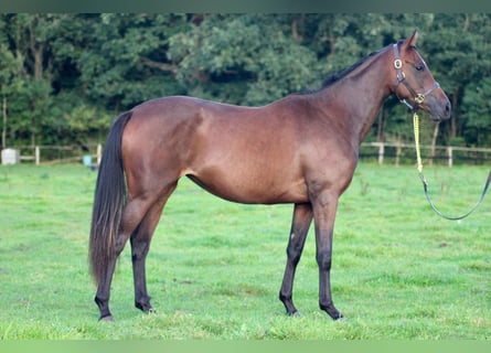 Pura sangre inglés, Yegua, 4 años, 165 cm, Castaño