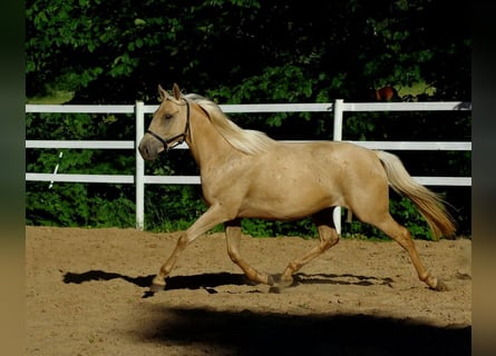 Pura sangre inglés, Yegua, 7 años, 160 cm, Palomino