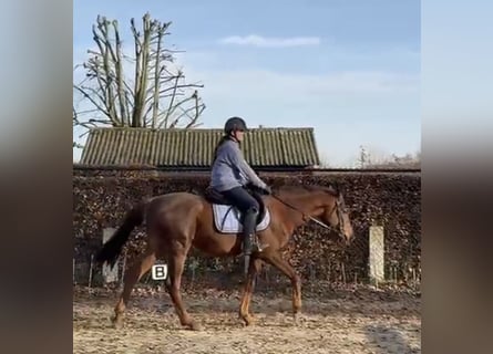 Pura sangre irlandés, Caballo castrado, 5 años, 155 cm, Alazán