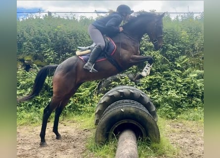 Pura sangre irlandés, Caballo castrado, 5 años, 158 cm, Castaño rojizo