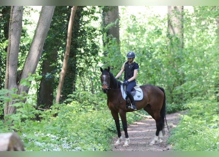 Pura sangre irlandés, Caballo castrado, 5 años, 163 cm, Castaño