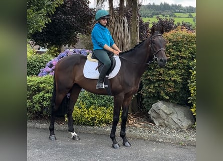 Pura sangre irlandés, Caballo castrado, 6 años, 165 cm, Castaño oscuro